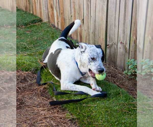 Medium Photo #4 Mutt Puppy For Sale in Kennesaw, GA, USA