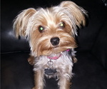 Small Photo #1 Yorkshire Terrier Puppy For Sale in ROSEVILLE, CA, USA