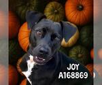 Small #1 Labrador Retriever Mix