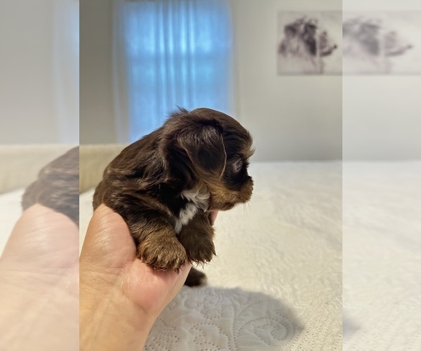 Medium Photo #5 Yorkshire Terrier Puppy For Sale in WEST HARTFORD, CT, USA