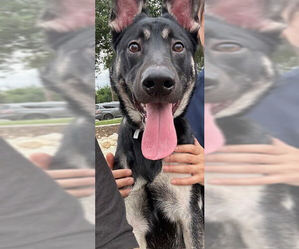 Medium Photo #1 German Shepherd Dog-Unknown Mix Puppy For Sale in San Antonio, TX, USA