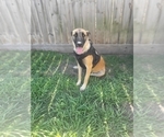 Small Photo #1 Belgian Malinois Puppy For Sale in BAYTOWN, TX, USA