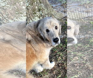 Golden Pyrenees Dogs for adoption in Rockaway, NJ, USA