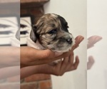 Small #3 Bernedoodle (Miniature)