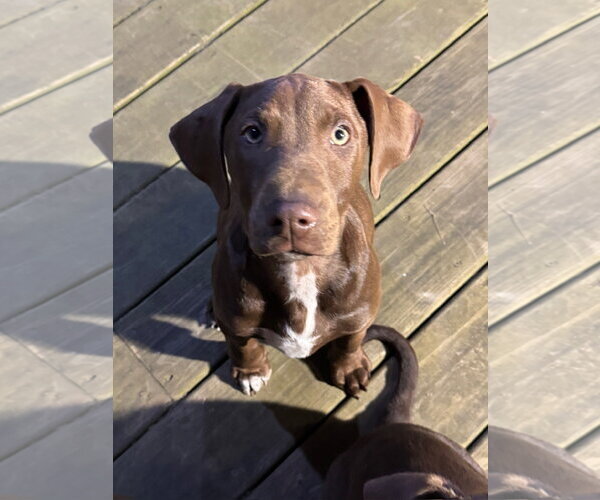 Medium Photo #1 Doberman Pinscher-Unknown Mix Puppy For Sale in Minneaoplis, MN, USA