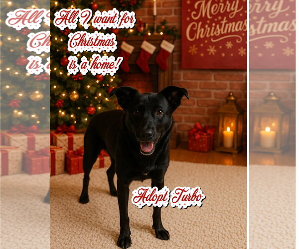 Medium Photo #4 Shollie Puppy For Sale in Blacksburg, SC, USA