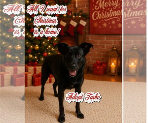Turbo - Male Shollie Dog for Adoption - Photo #4