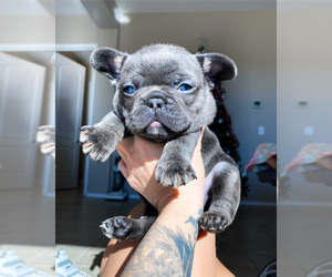 French Bulldog Dog for Adoption in DEWEY, Arizona USA