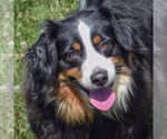 Small #1 Australian Shepherd