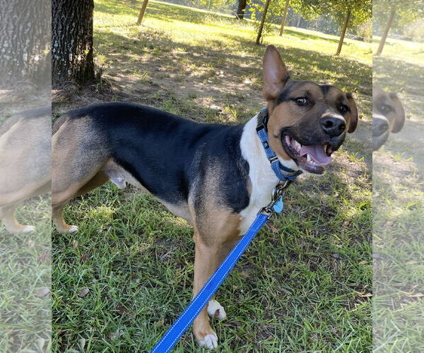 Medium Photo #2 Bull Terrier-Unknown Mix Puppy For Sale in Rockaway, NJ, USA