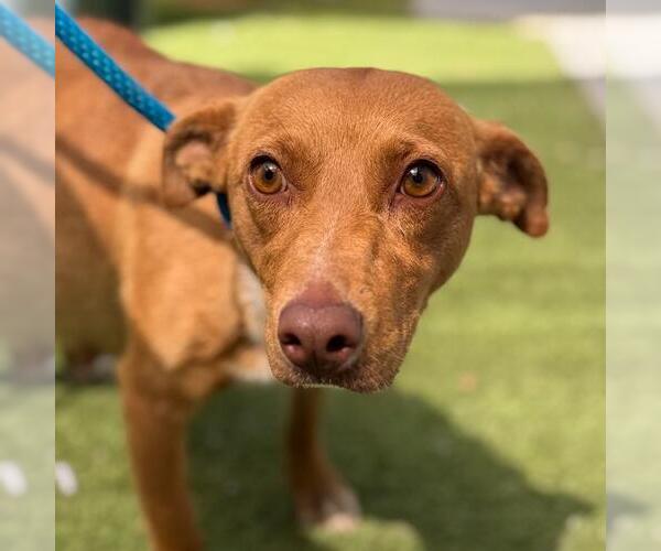 Medium Photo #2 Chihuahua-Unknown Mix Puppy For Sale in San Diego, CA, USA