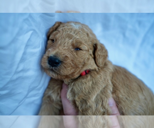 Medium Photo #3 Goldendoodle (Miniature) Puppy For Sale in DALLAS, OR, USA