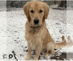 Small Photo #16 Golden Retriever Puppy For Sale in SEBREE, KY, USA