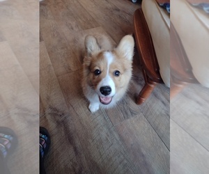 Pembroke Welsh Corgi Puppy for sale in HENDERSONVLLE, NC, USA