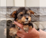 Small Photo #5 Yorkshire Terrier Puppy For Sale in NEWCASTLE, CA, USA