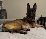 Small #1 Mutt