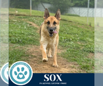 Small #2 German Shepherd Dog