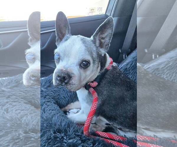 Medium Photo #4 Boston Terrier Puppy For Sale in Huntington Beach, CA, USA
