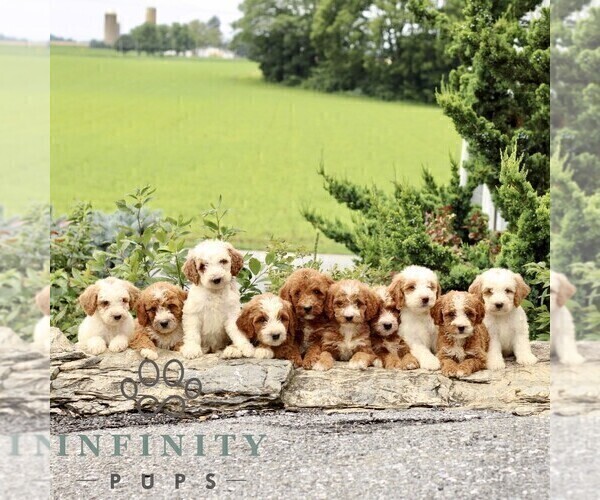 Medium Photo #2 Goldendoodle (Miniature) Puppy For Sale in LITITZ, PA, USA