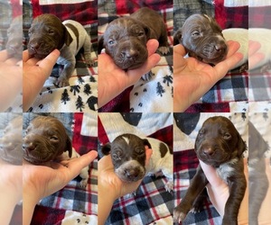 German Shorthaired Pointer Puppy for sale in OCEANA, WV, USA