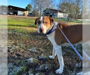 American Staffordshire Terrier-Labrador Retriever Mix Dogs for adoption in Bristol, CT, USA