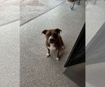 Small American Pit Bull Terrier