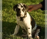 Puppy Splash Great Dane