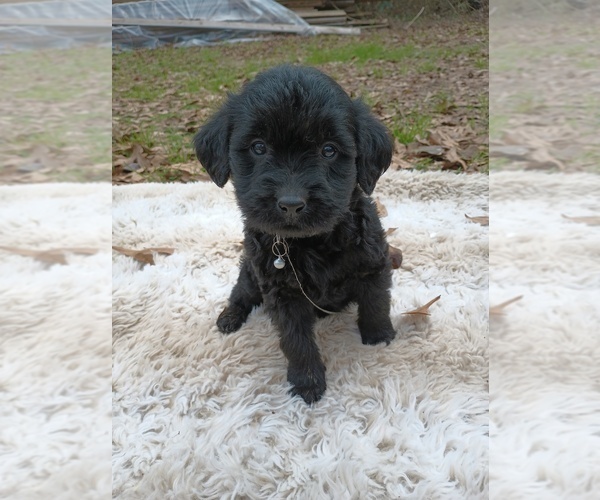 Medium Photo #1 Labradoodle Puppy For Sale in BAY MINETTE, AL, USA