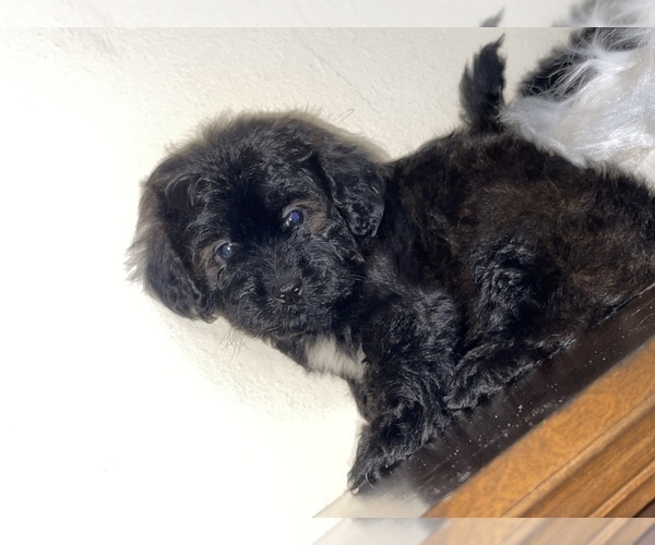 Full screen Photo #3 ShihPoo Puppy For Sale in TAMPA, FL, USA