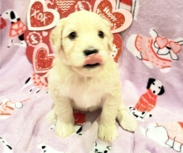 Medium Photo #6 Portuguese Water Dog Puppy For Sale in SWARTZ CREEK, MI, USA