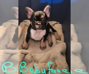 French Bulldog Puppy for sale in WILLISTON, FL, USA