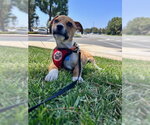 Small #2 Chihuahua Mix