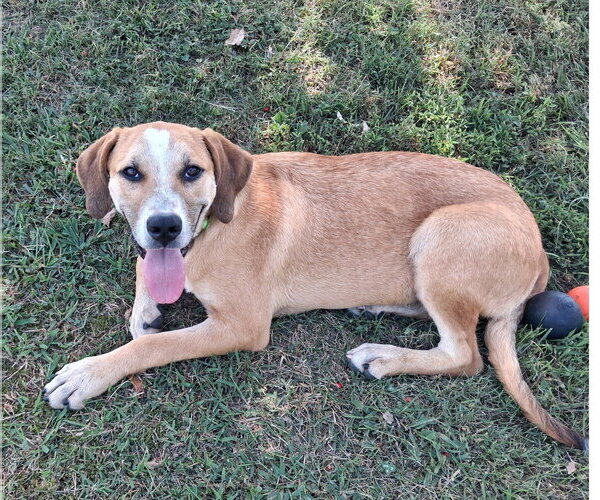 Medium Photo #3 Mountain Cur-Unknown Mix Puppy For Sale in Cookeville, TN, USA
