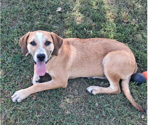Gunner - Male Mountain Cur-Unknown Mix Dog for Adoption - Photo #3