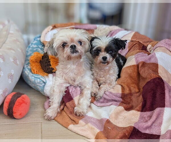 Medium Photo #6 Shih Tzu Puppy For Sale in Tenafly, NJ, USA