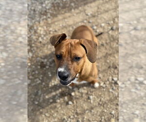 AJ - Male American Pit Bull Terrier-Labrador Retriever Mix Dog for Adoption - Photo #4