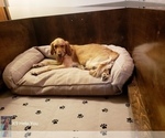 Small Photo #7 Golden Retriever Puppy For Sale in SAINT LOUIS, MO, USA