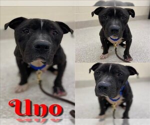 American Pit Bull Terrier-Unknown Mix Dogs for adoption in Saginaw, MI, USA