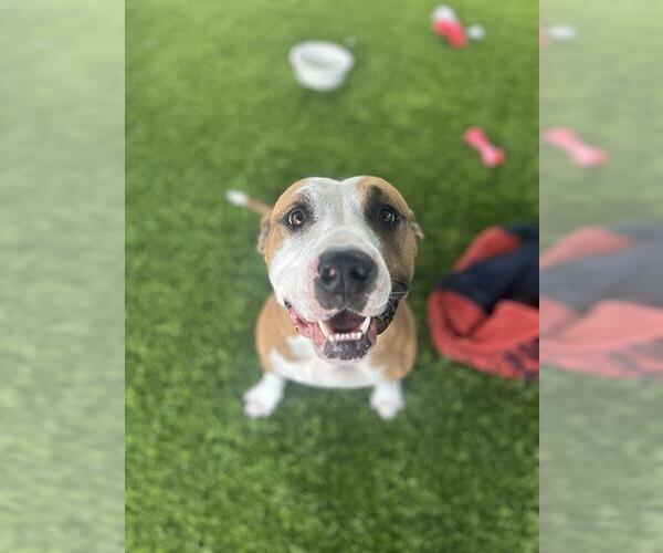 Medium Photo #2 American Pit Bull Terrier Puppy For Sale in Chula Vista, CA, USA