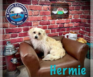 Maltese-Unknown Mix Dogs for adoption in Arcadia, FL, USA