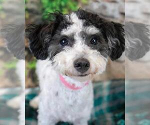 Poochon Dogs for adoption in Kennesaw, GA, USA