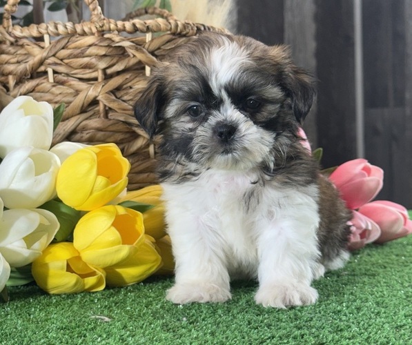 Medium Photo #2 Shih Tzu Puppy For Sale in CANOGA, NY, USA