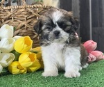 Small #1 Shih Tzu