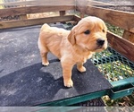 Small #2 Golden Retriever