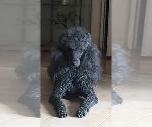 Mother of the Poodle (Standard) puppies born on 05/23/2019