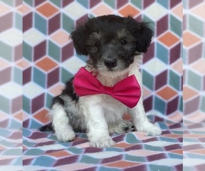 Poodle (Toy) Puppy for sale in LANCASTER, PA, USA