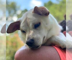 Mutt Dogs for adoption in Yardley, PA, USA
