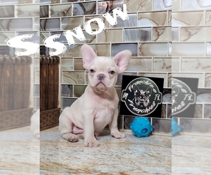 French Bulldog Litter for sale in HOUSTON, TX, USA