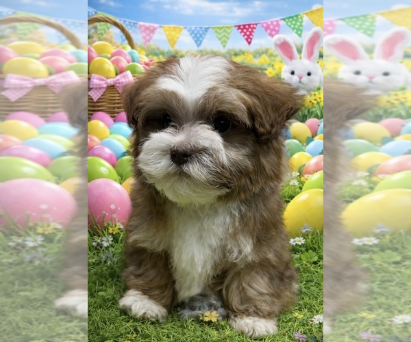 Medium Photo #1 Havanese Puppy For Sale in LIVONIA, MI, USA