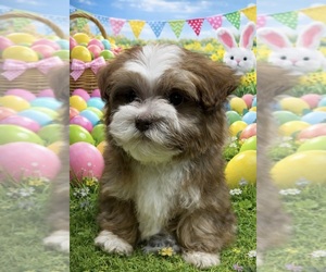 Havanese Puppy for sale in LIVONIA, MI, USA